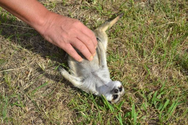 Sweet animal