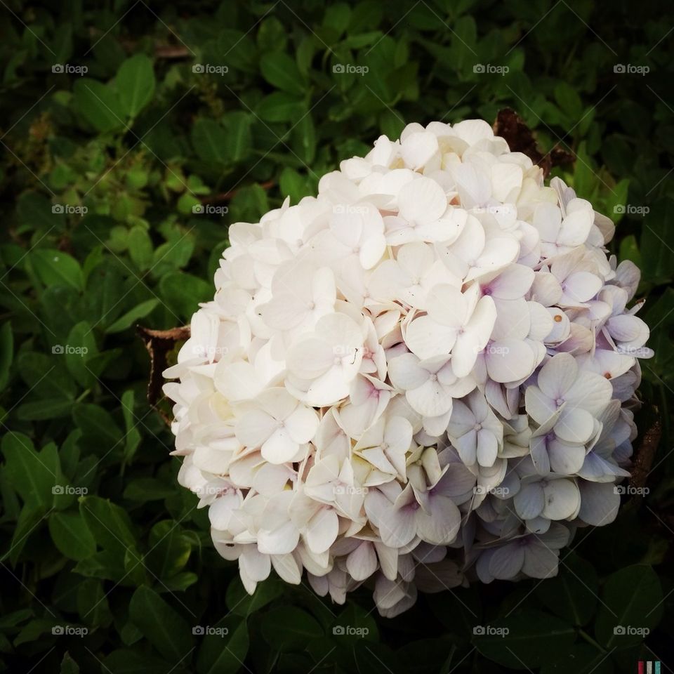 White Flowers