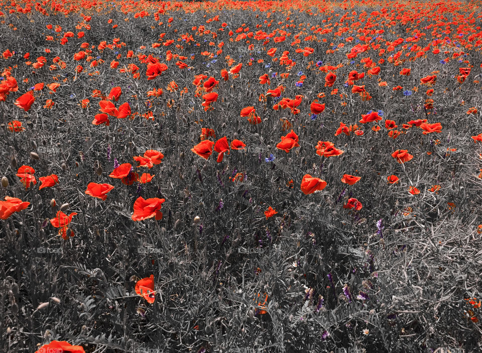 Red poppies 