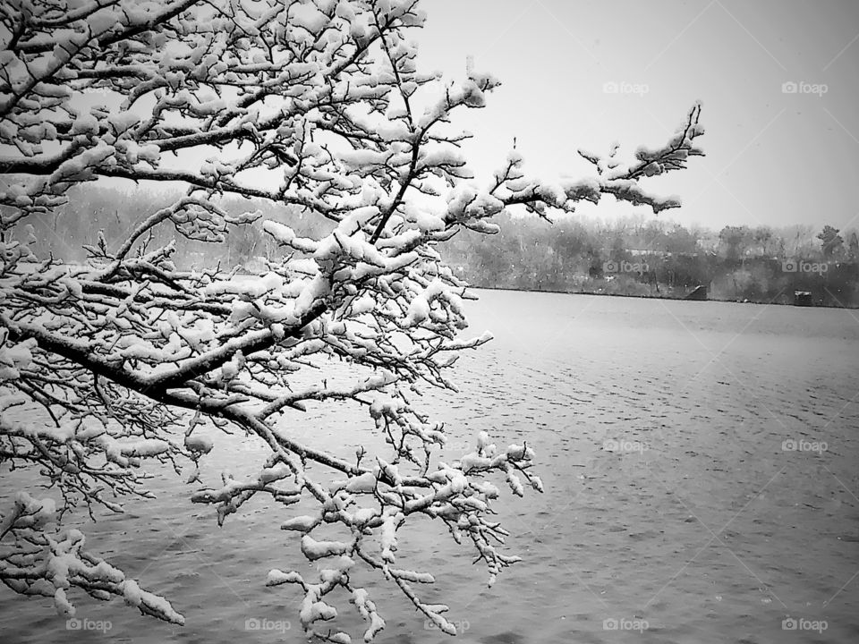 Fresh snowfall on tree branches near a lake