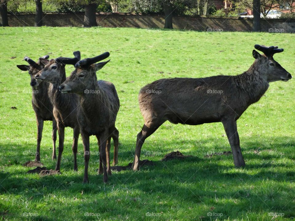 Close-up of roe deers on grassy field