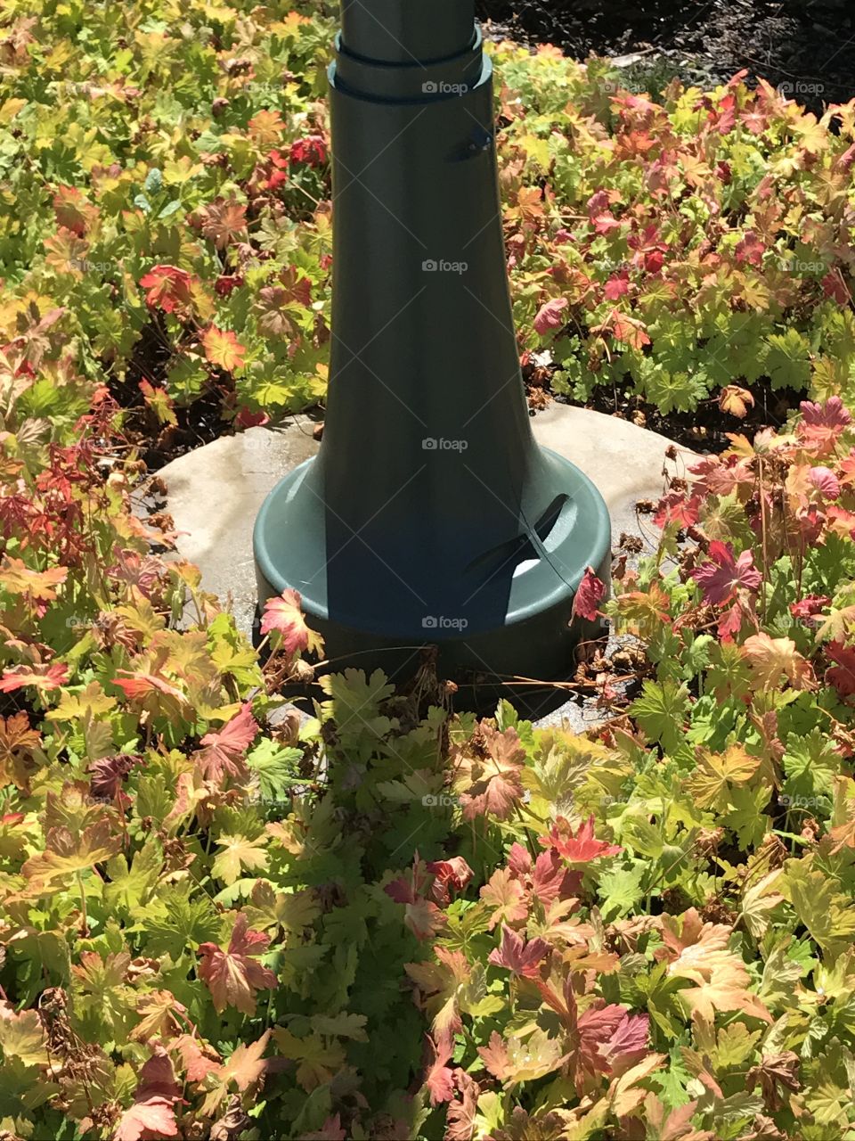 Beautiful growth around a street light