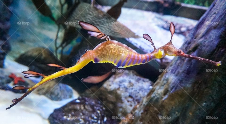 Seahorse in the aquarium 