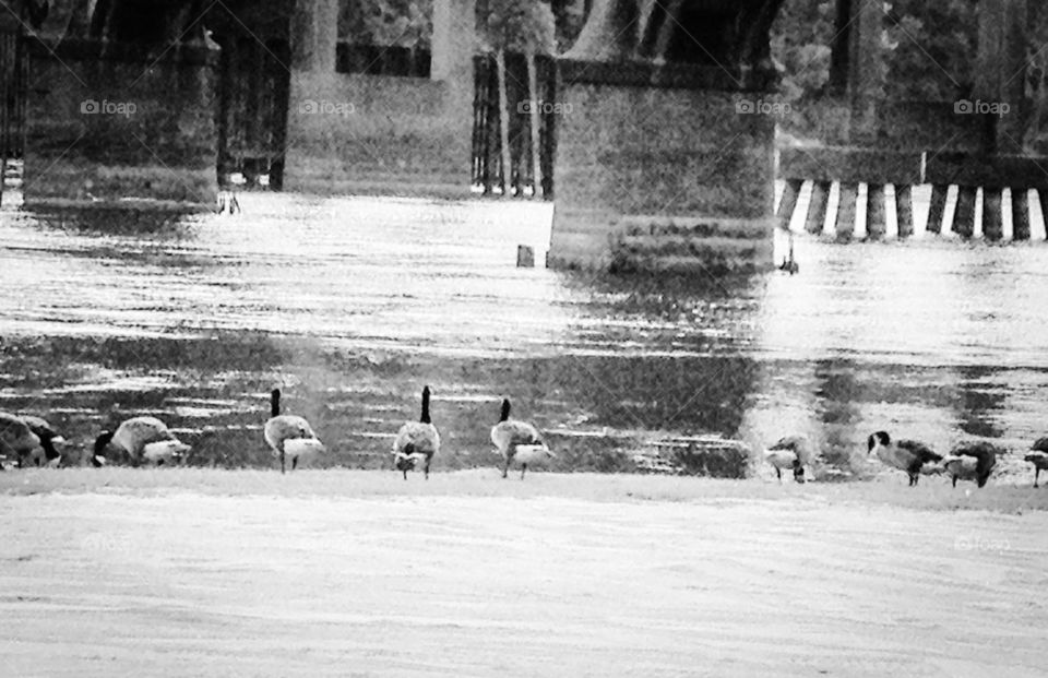 Geese overlooking water 