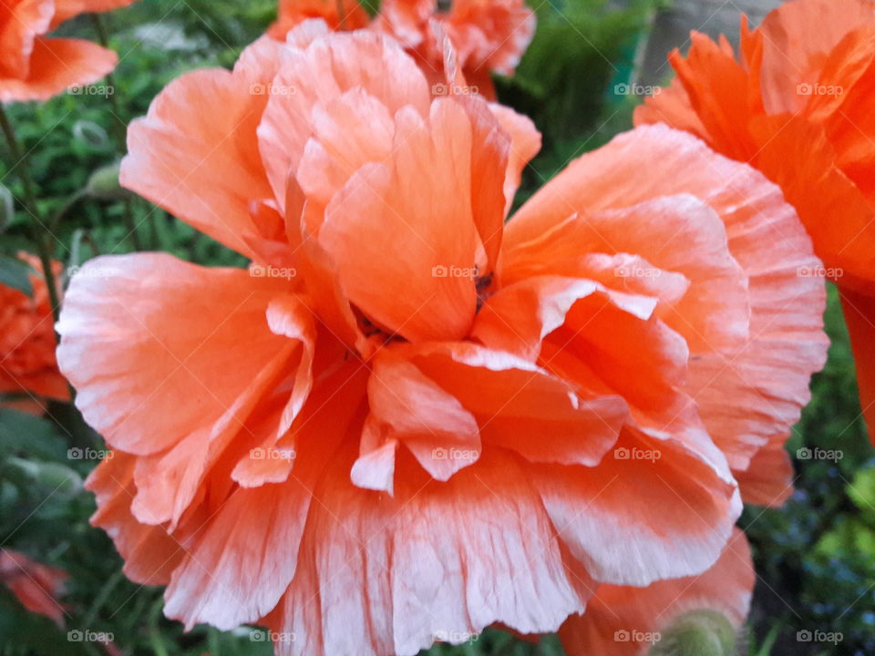 Orange flowers