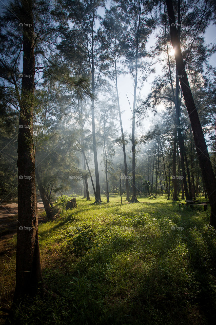 foggy woodland