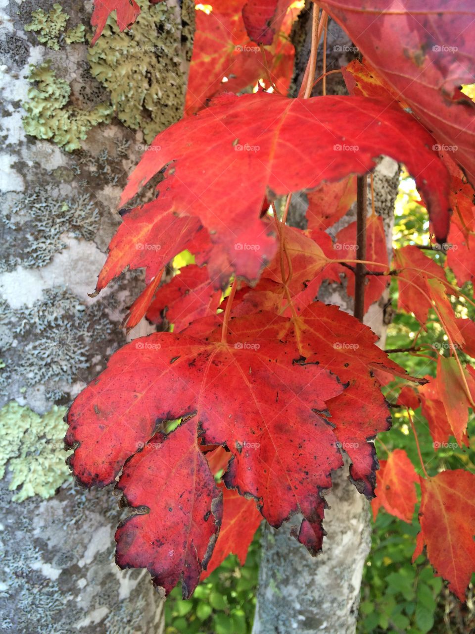 Fall leaves
