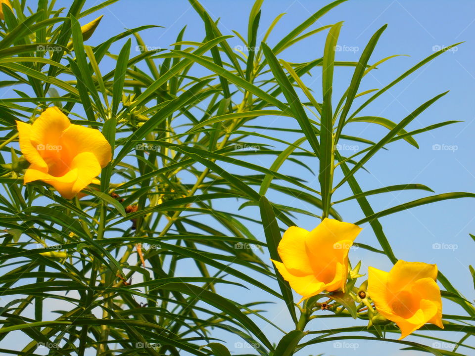 Yellow oleander