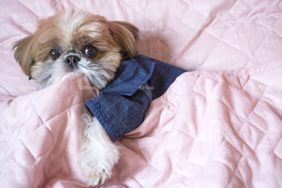 Cute shihtzu in bed