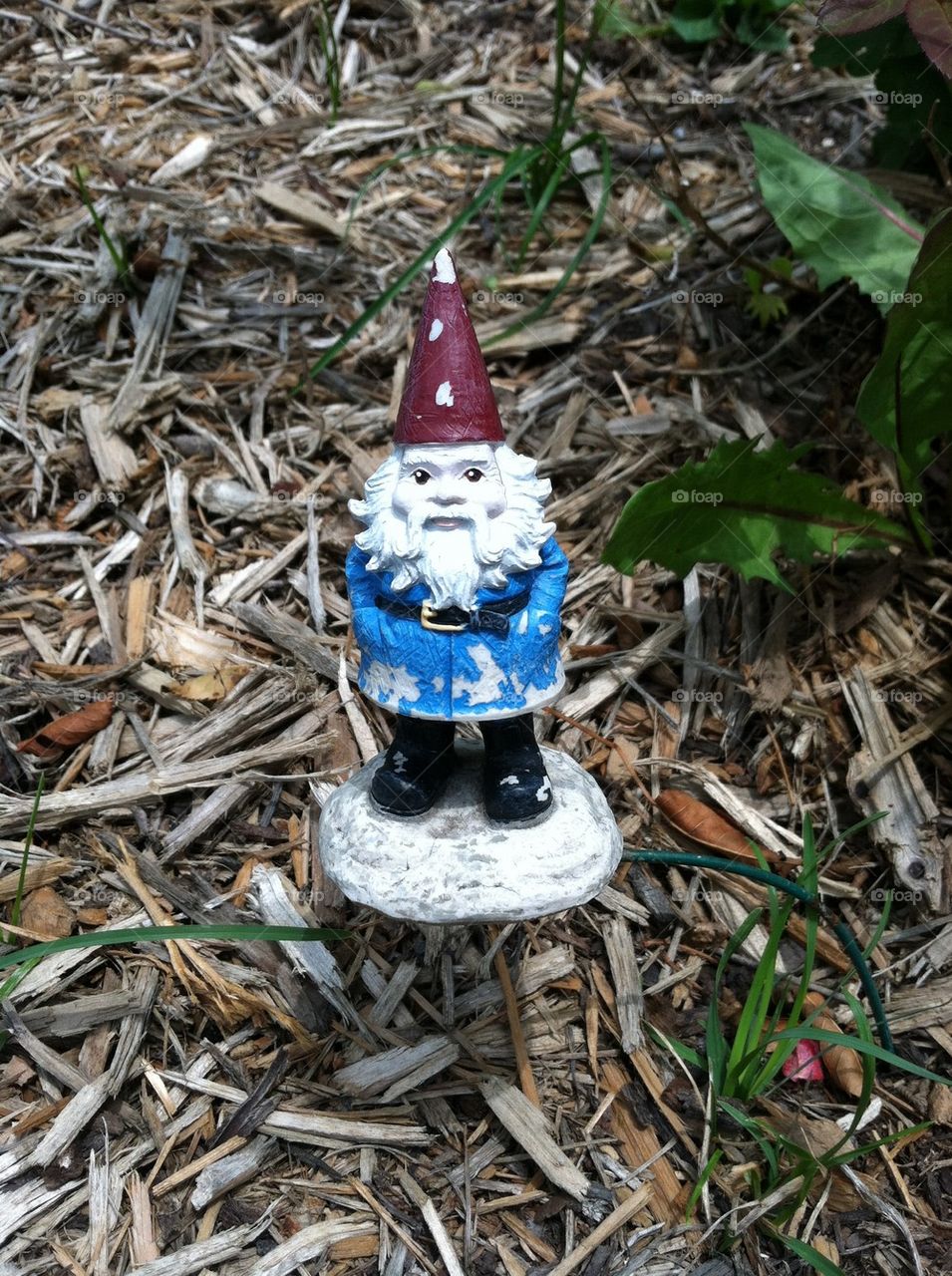 Garden gnome 