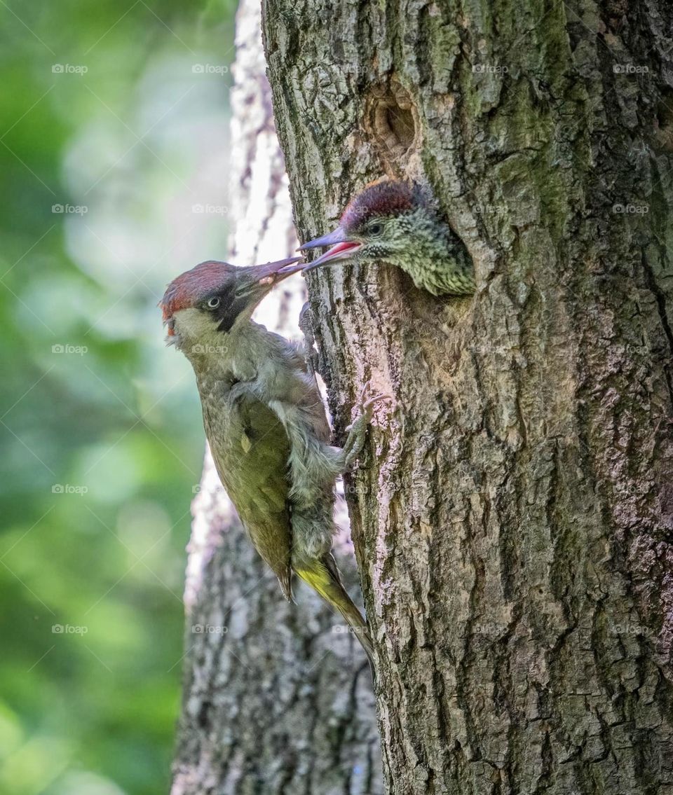 A close up of a green woodpecker 