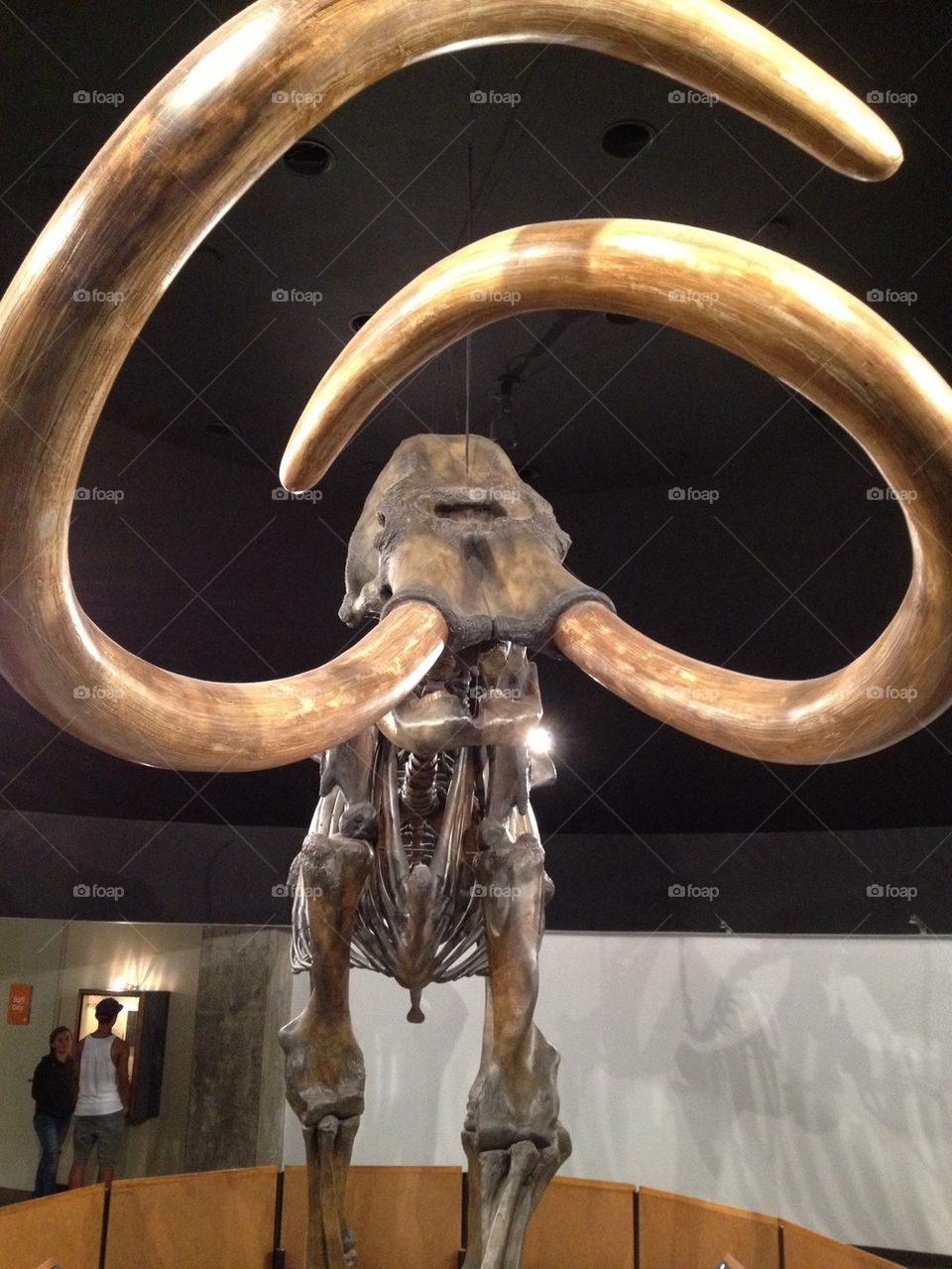 Mammoth