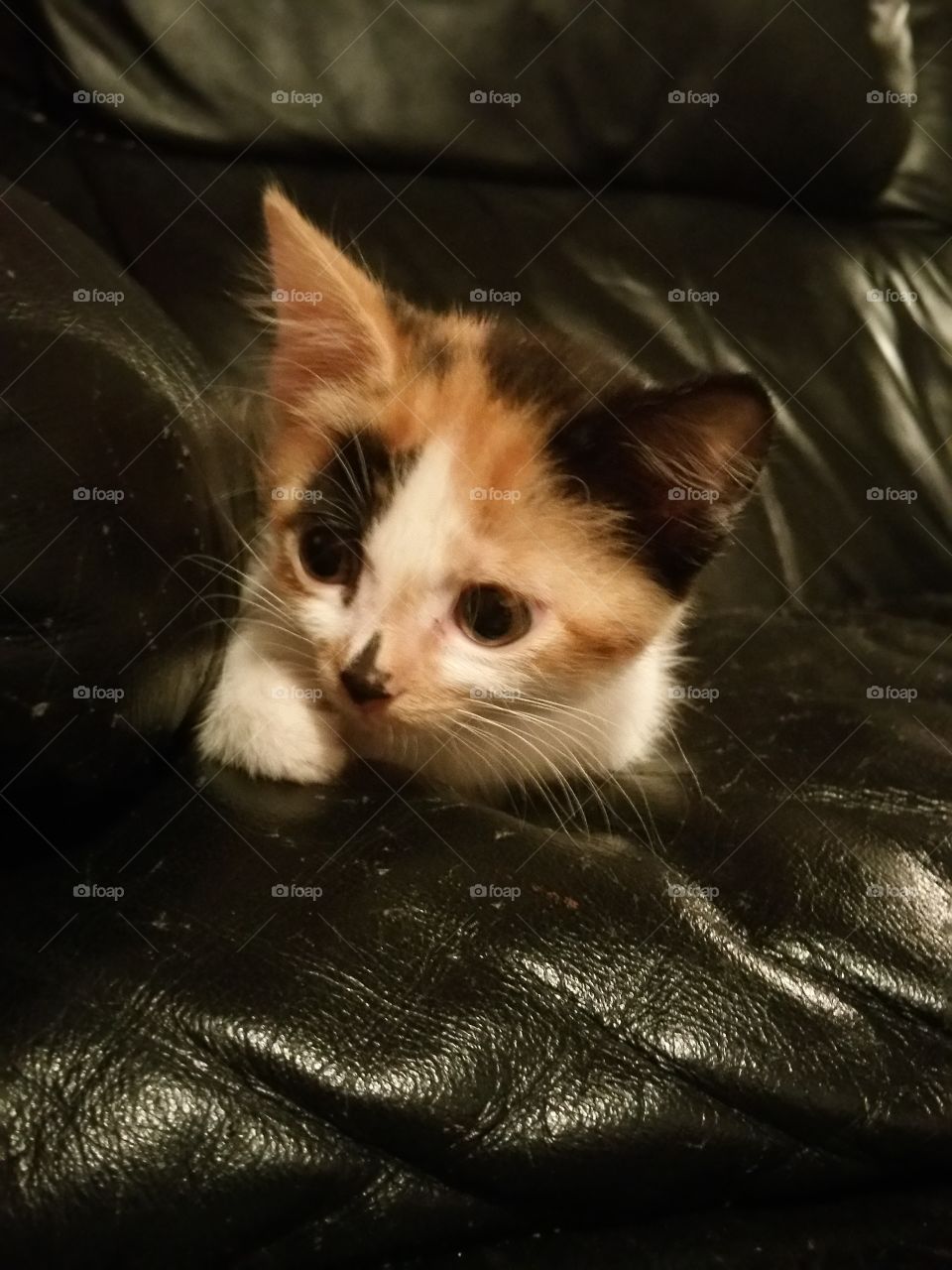 Kitten. Our new little Calico kitten