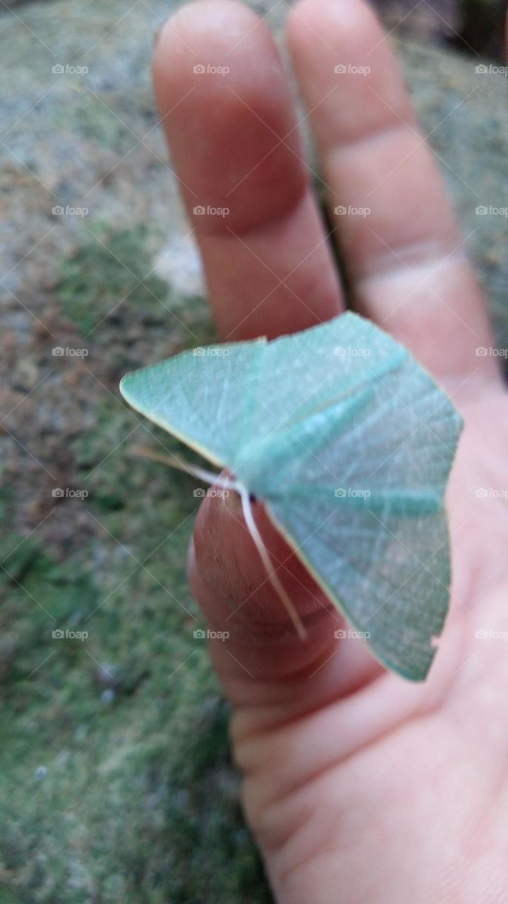Little cyan blue butterfly perched on the finger