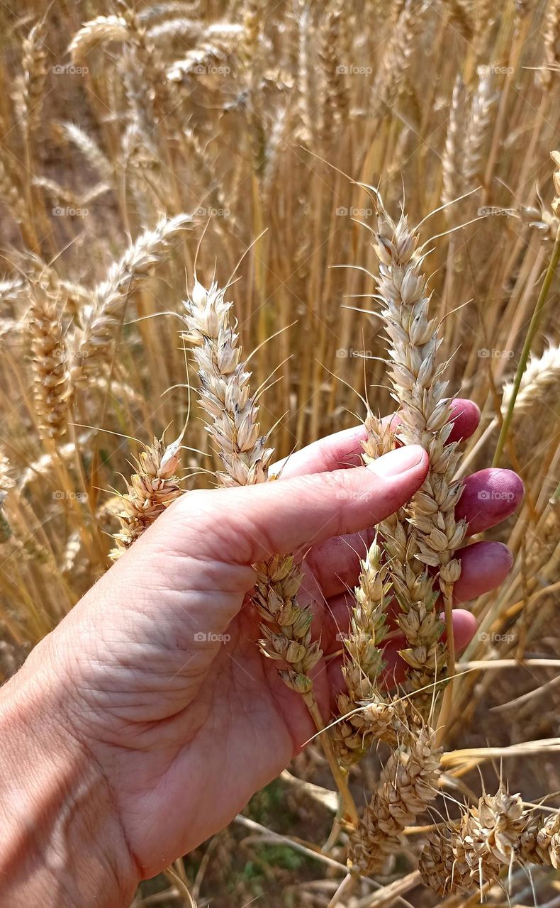 grains in the hand plants mobile photography