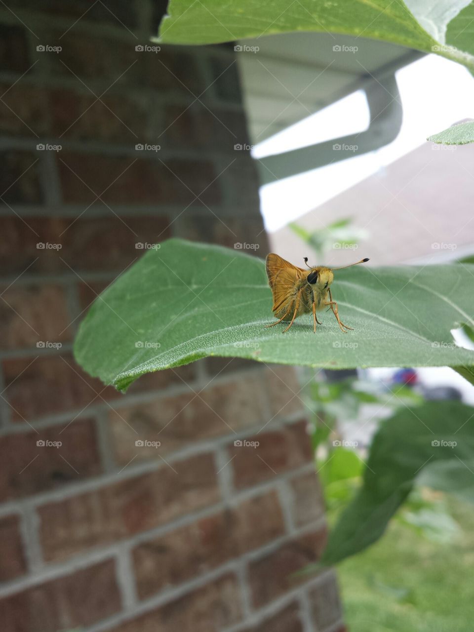 little butterfly friend