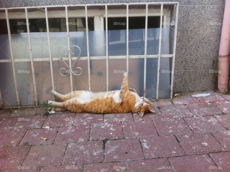 Wall, Pavement, Cat, Family, Pet