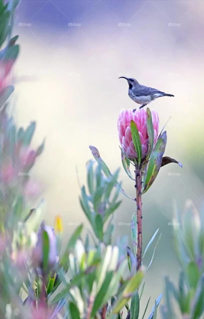 bird