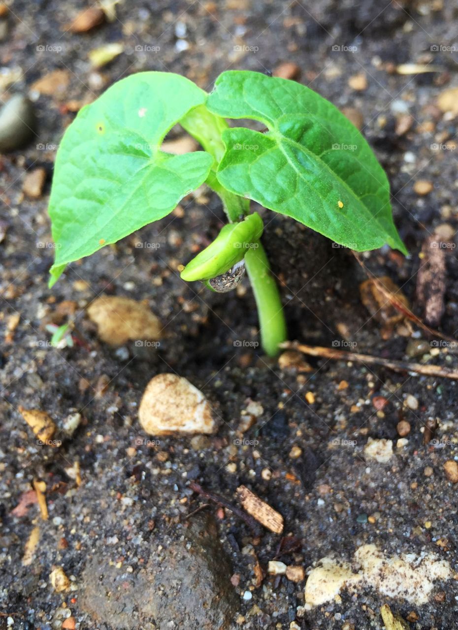Bean Sprout. A small bean plant in a garden with a drop of water on one leaf. 