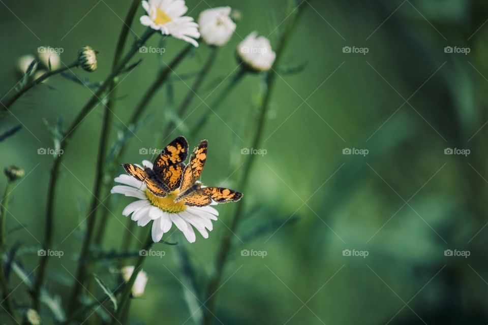 Pair of butterflies 