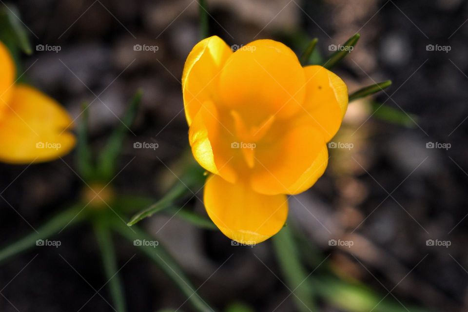 Crocus flavus