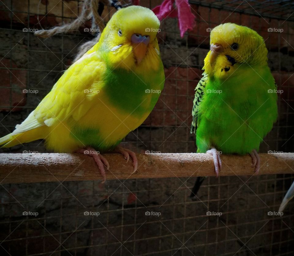 two birds in cage