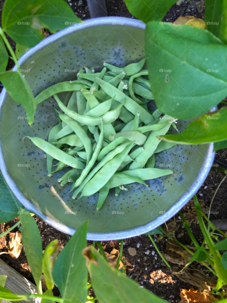 Picking green beans