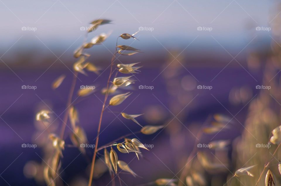 Lavender landscape, Bulgaria