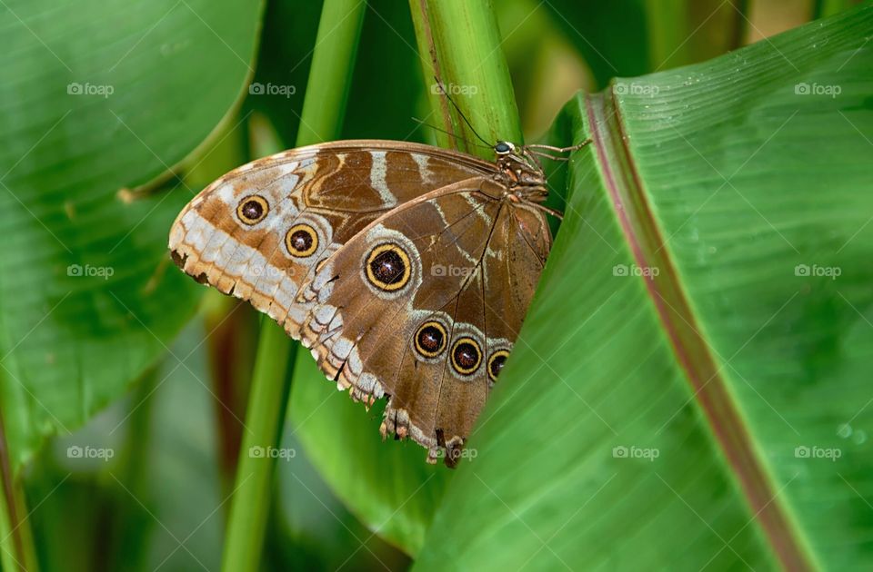 Blue Morpho butterfly