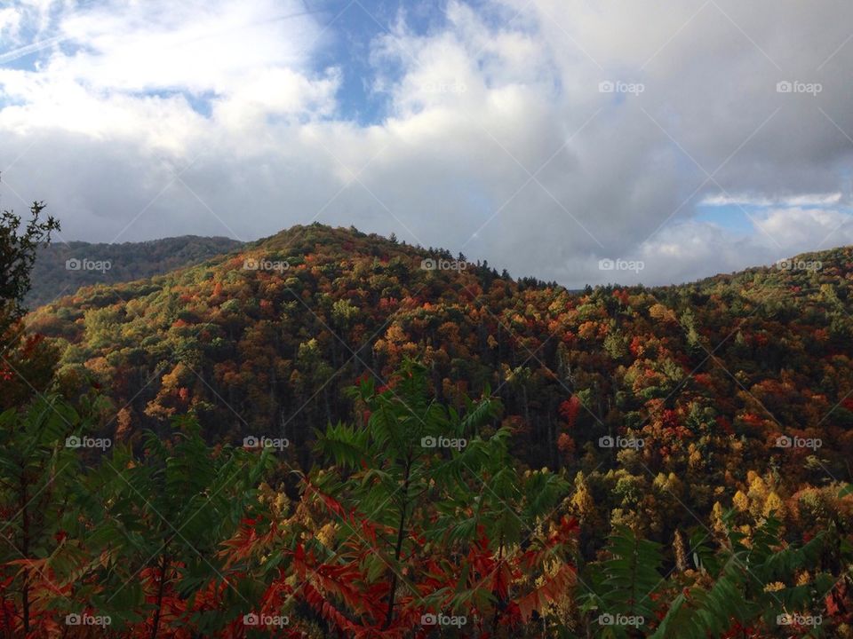 Wild Fall Color