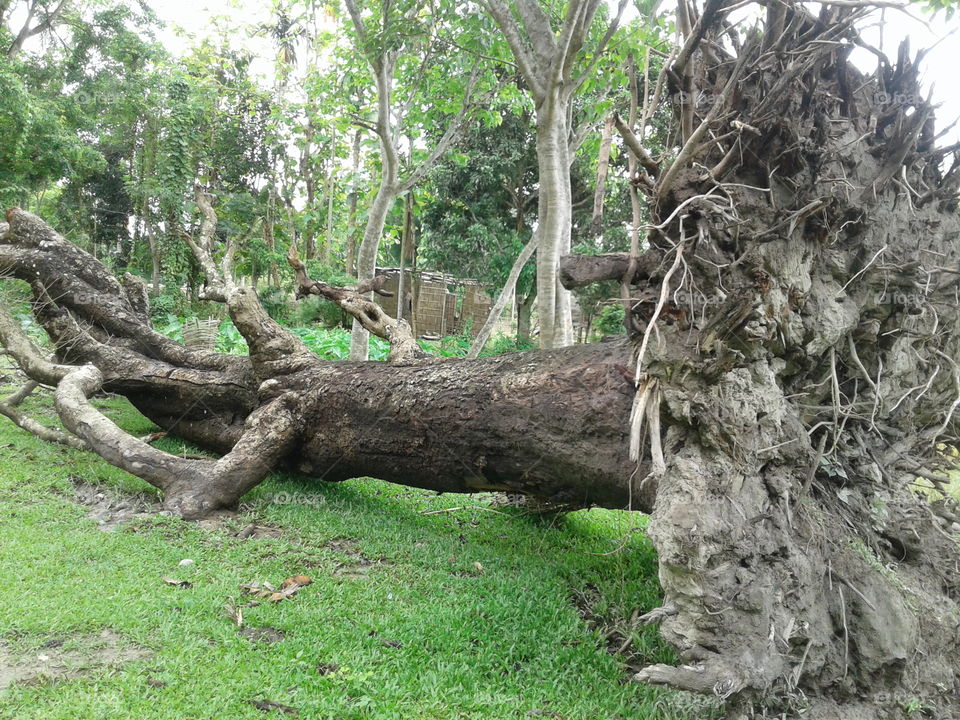 Tree,wood, root.