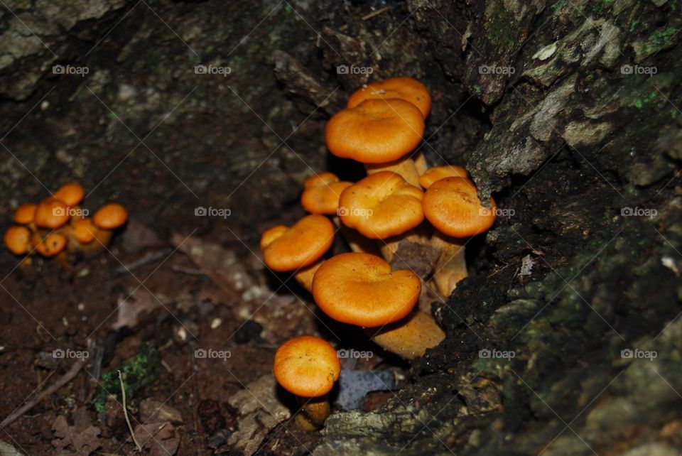 Close-up of mushroom