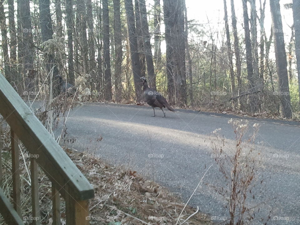 Turkey . passing through while I worked