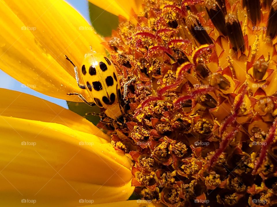 Macro highlighting shapes in nature on a yellow and black rectangular spotted beetle on a yellow common sunflower with various shapes and patterns including lines, stars, and arches.