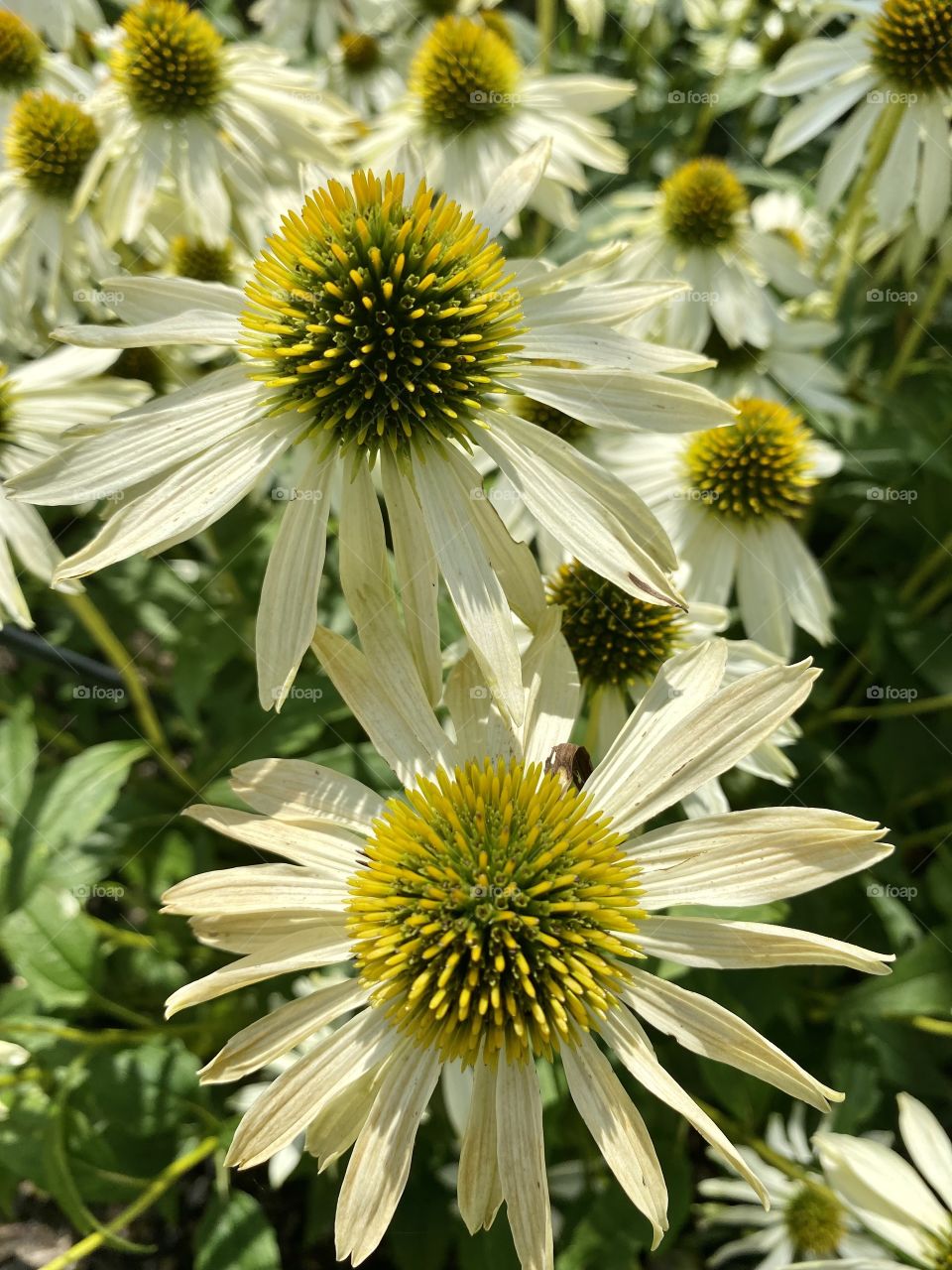 Beautiful flower in the bonatical garden 