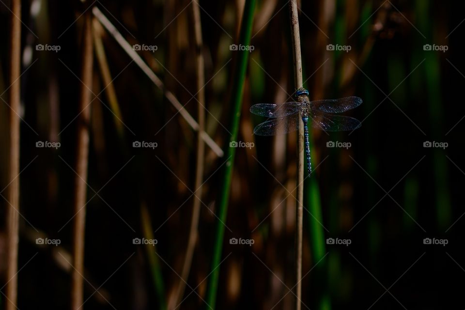 Close-up of a dragonfly