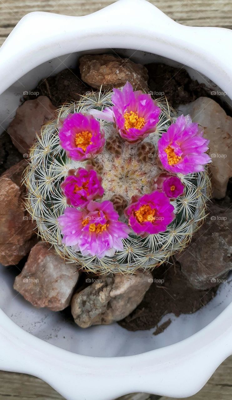 Flowering Mountain Ball Cactus