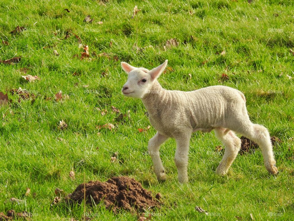 New born Lamb