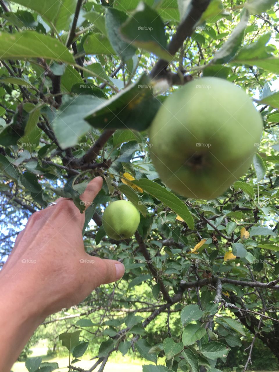 Picking apples
