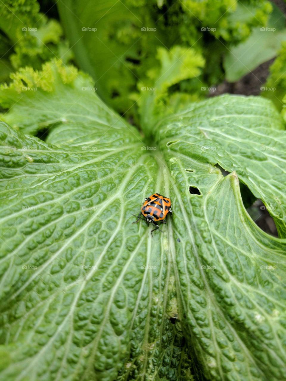 hungry bug