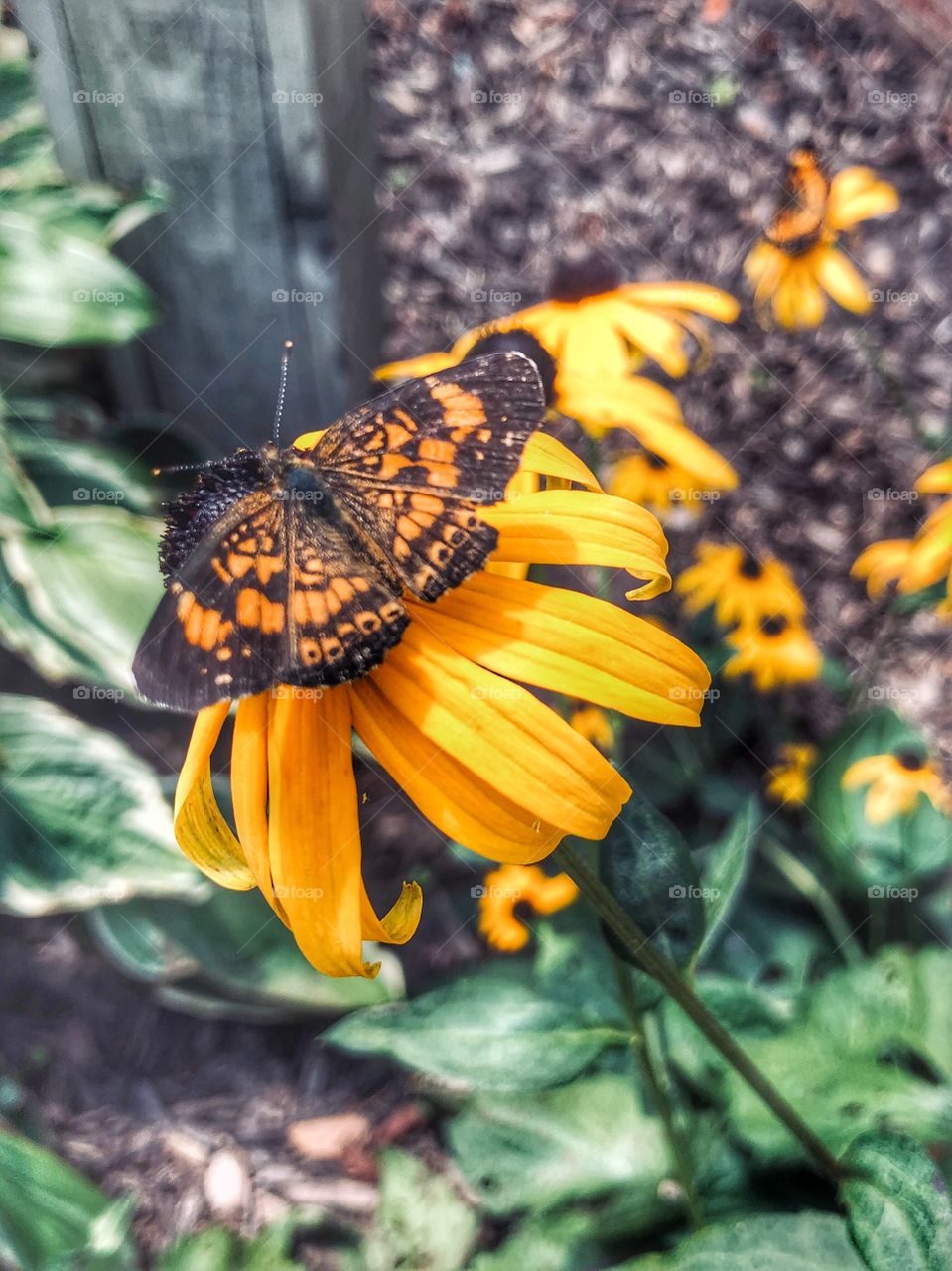 Butterfly black eyed Susan 