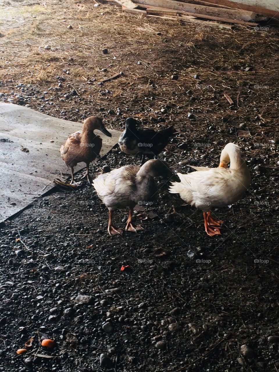 Ducks cleaning themselves