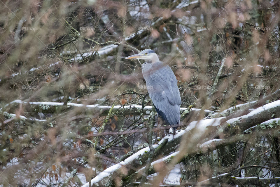Grey heron bird sitting on snowy branch in the forest  - grå häger trädgren snö