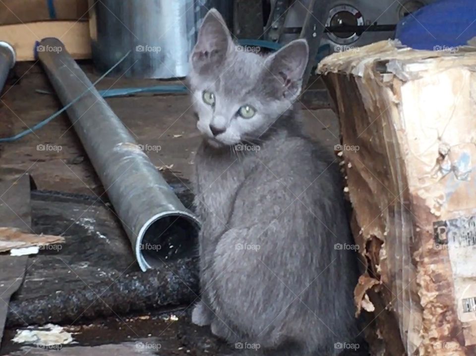 Beautiful regal stray kitten in construction yard