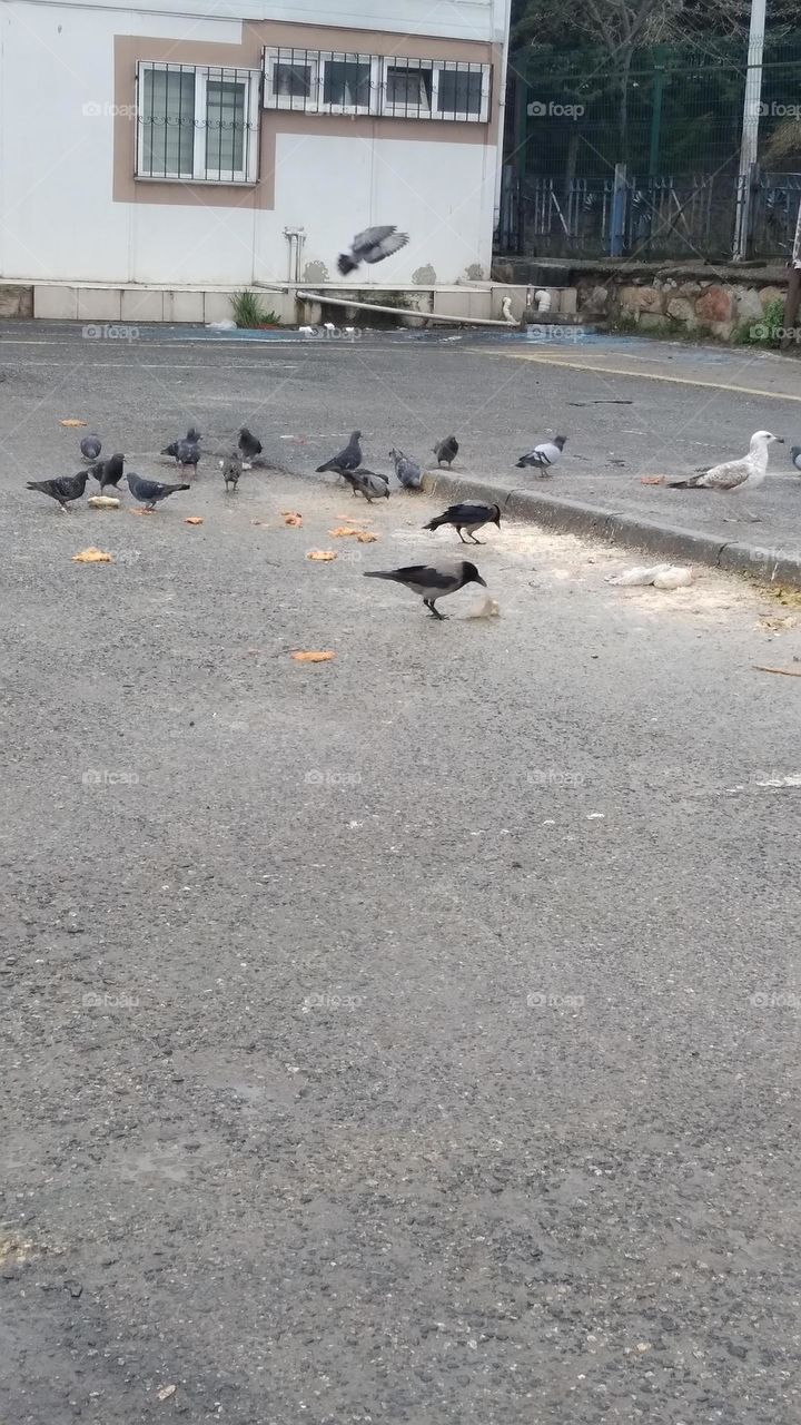 three types of birds