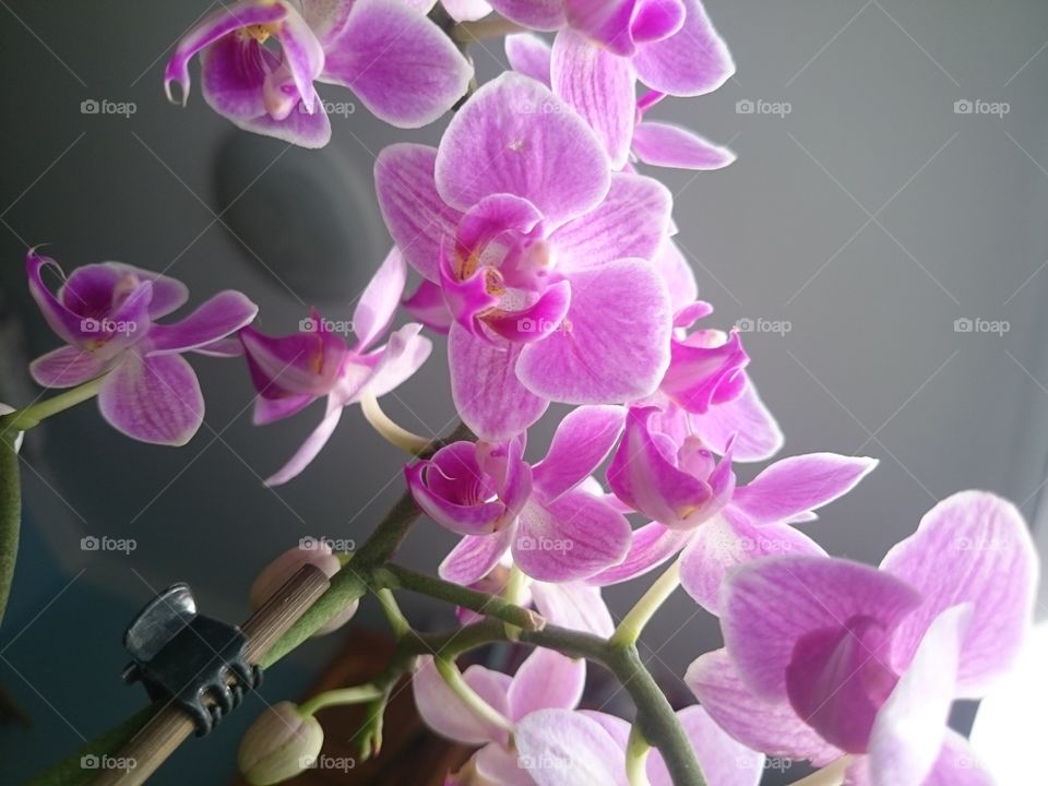 colibri orchid
