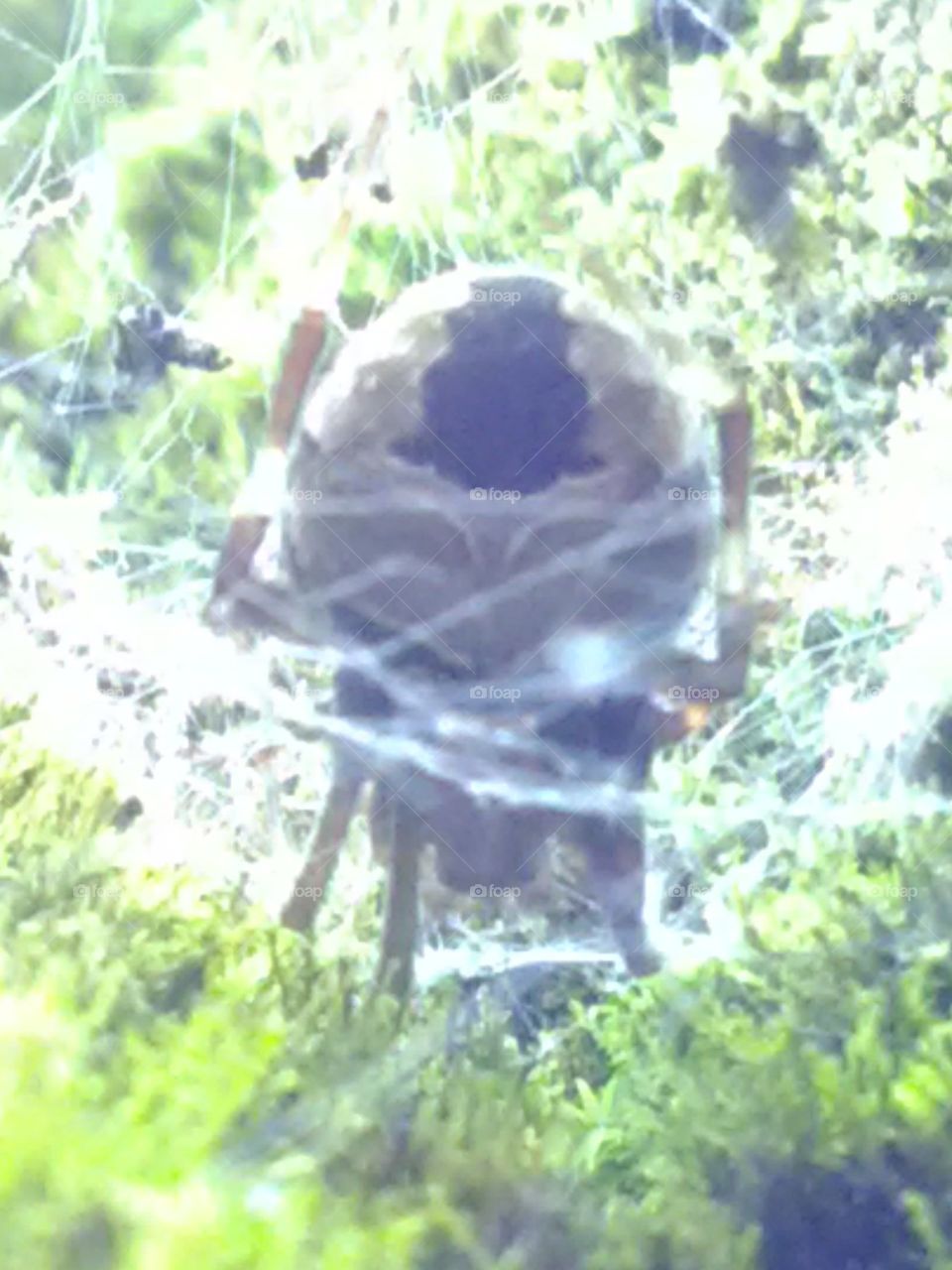 This spider creates a trap for itself and lives in it, and if a worm fades in it then it becomes its food.