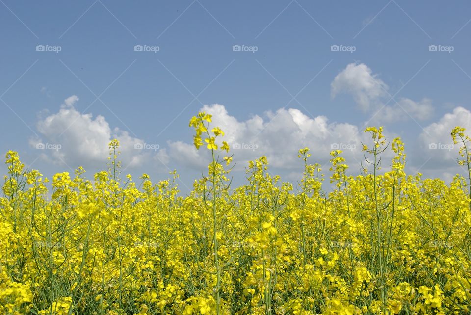 Flower field against sky