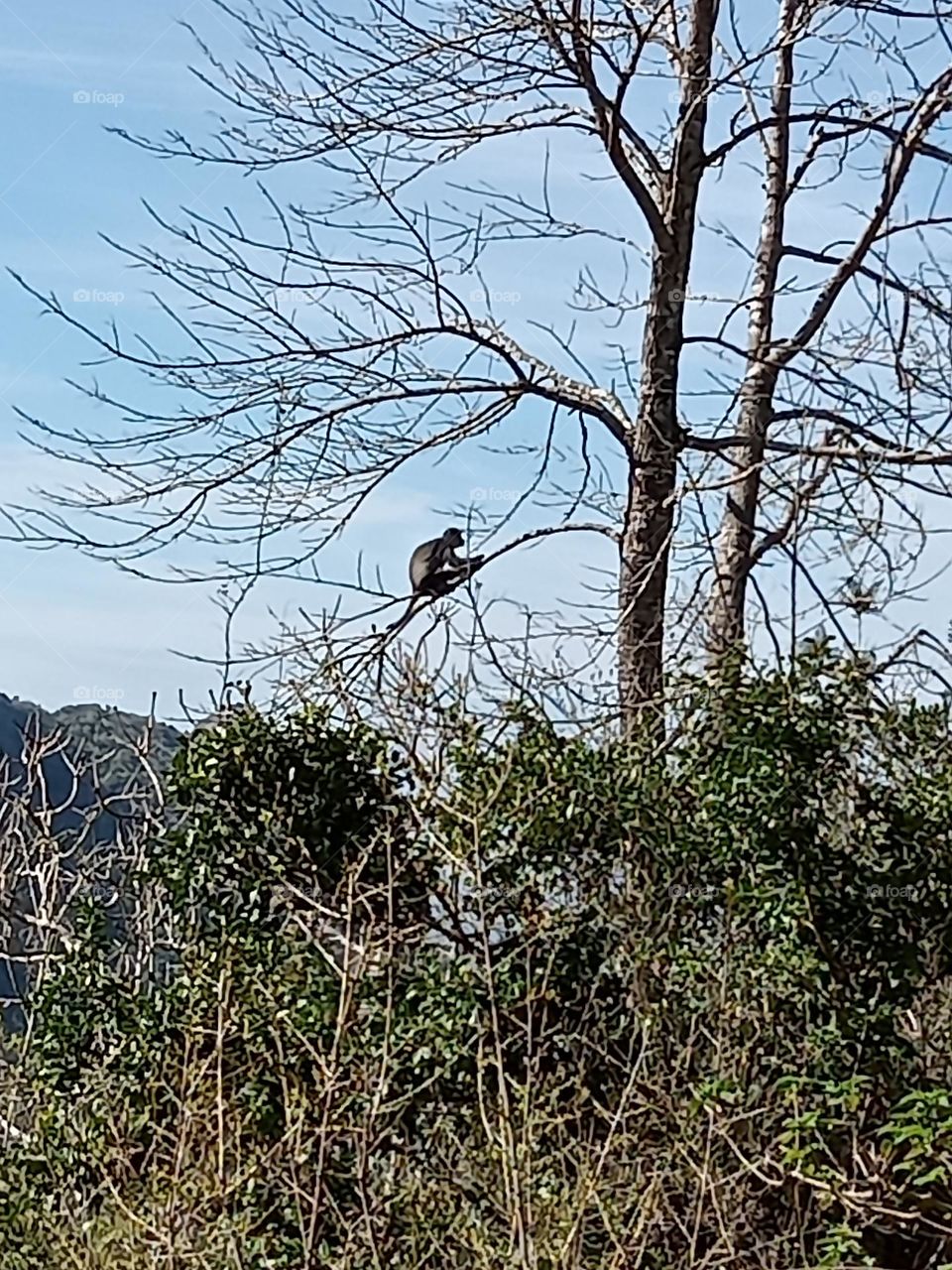 Monkey on a grevillea branch