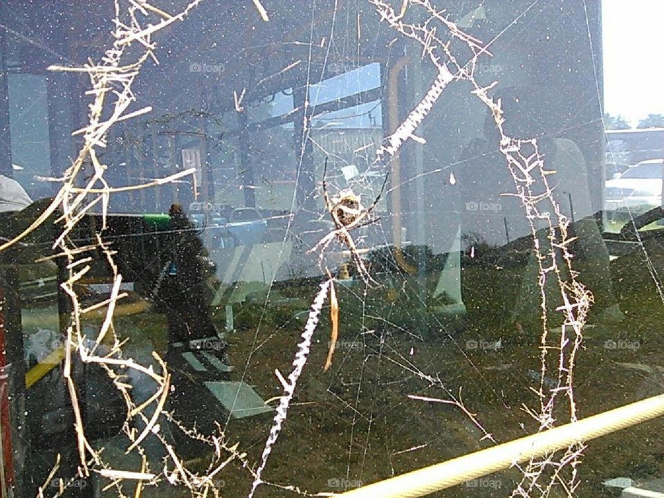 Garden Spider In Web